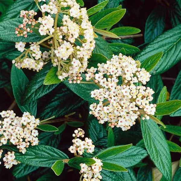 Viburnum x pragense - Prágai bangita 150/175 drótlabdás