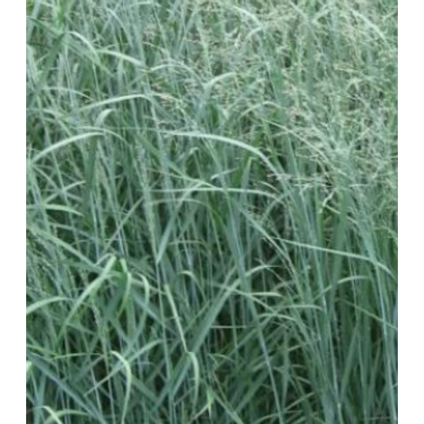 Panicum virgatum Prairie Sky - Vesszős köles CS14