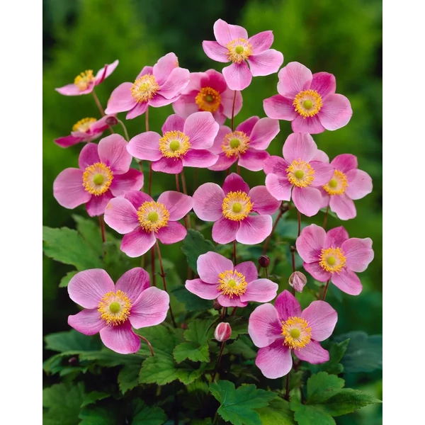 Anemone hupehensis Praecox - Őszi szellőrózsa, kínai szellőrózsa EXTRA