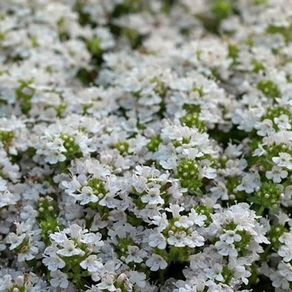 Thymus praecox Snowdrift – Korai kakukkfű Cs9