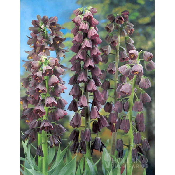 Császárkorona fritillaria persica