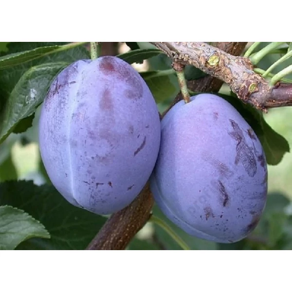 Prunus domestica President -  Szilva K5