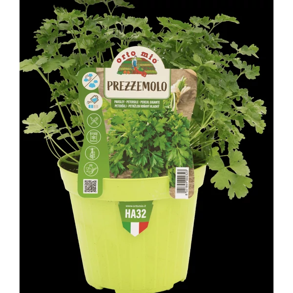 Fűszernövény Prémium palánta Petrezselyem CS14