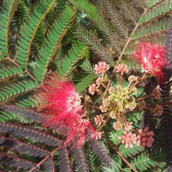 Albizia julibrissin Eveys Pride– Selyemakác CQ14L 120-140