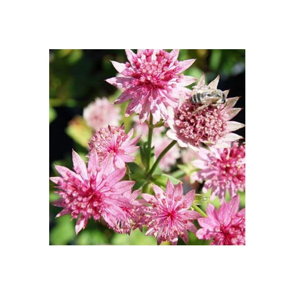 Astrantia major Primadonna völgycsillag CS13