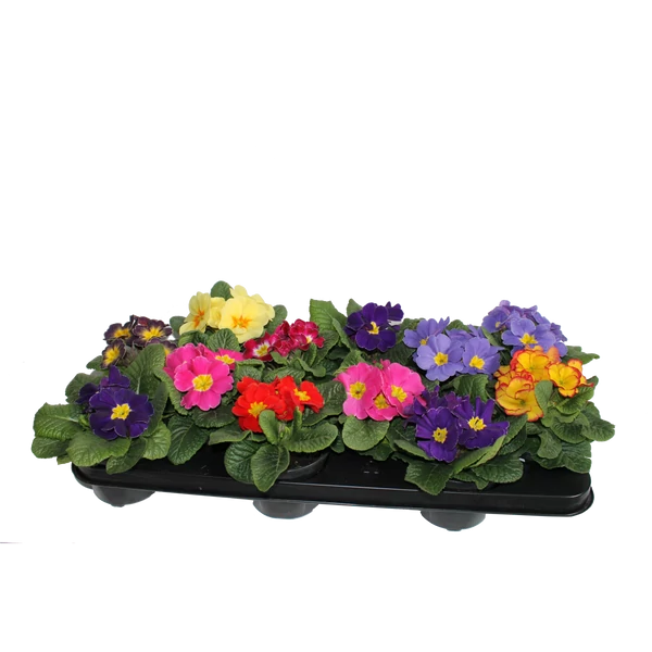 Primula Extra CS10,5-CS12