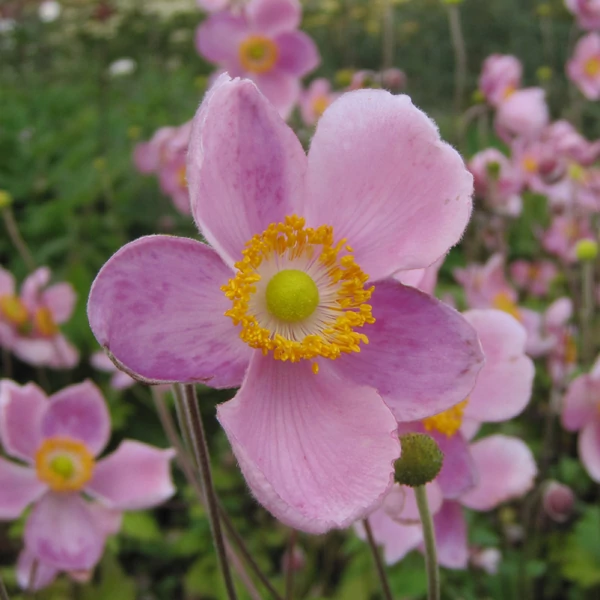 Anemone hupehensis Princess Pink Őszi szellőrózsa, kínai szellőrózsa Cs14