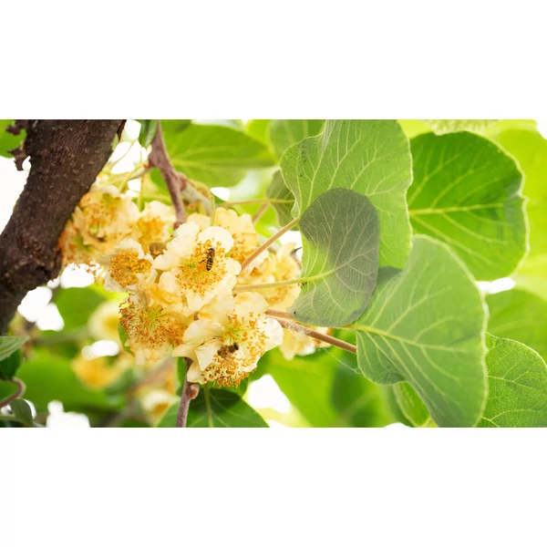 Actinidia arguta 'Prince Jumbo' - Jumbo kivik porzója 50/60 K2