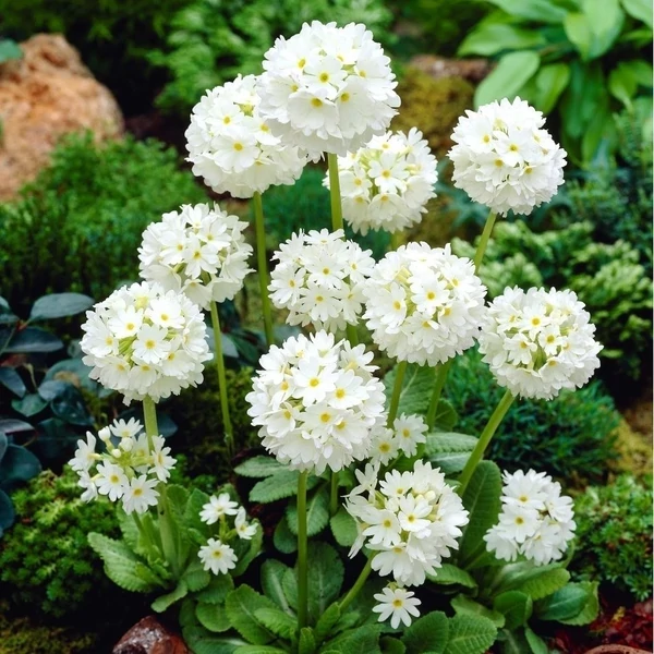 Primula denticulata Prom White -  Gömbös kankalin Cs9