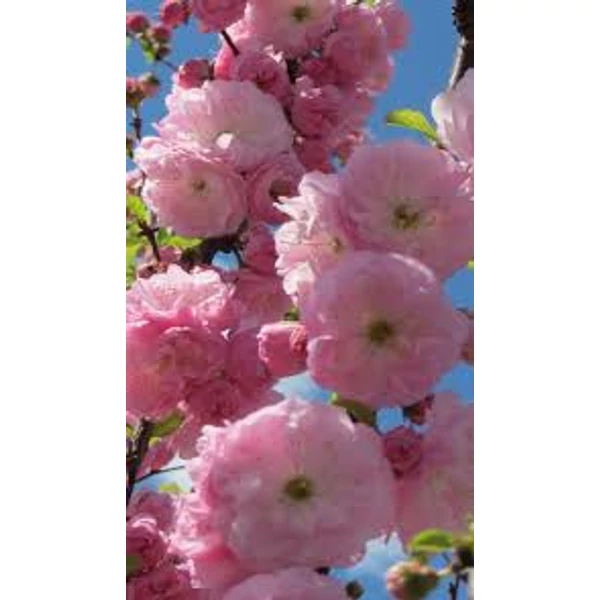 Prunus triloba - Bazsarózsa K15L 210cm