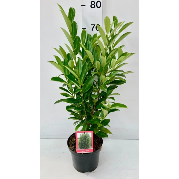 Prunus laurocerasus babérmeggy Elly K19 40 cm