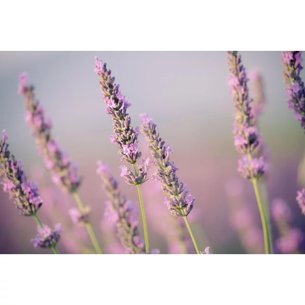 Lavandula × intermedia ‘Provence’ – Provence levendula CS9