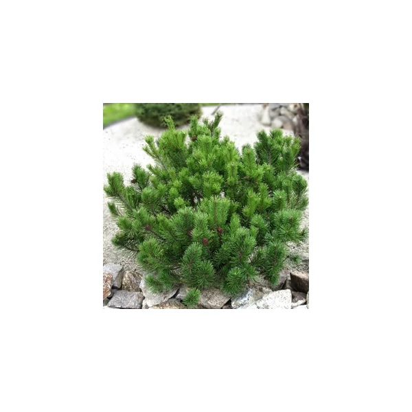 Pinus mugo var. pumilio - Havasi törpefenyő 80/10 Drótlabdás