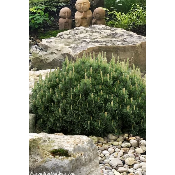 Pinus mugo var. pumilio - Havasi törpefenyő K2 15/25