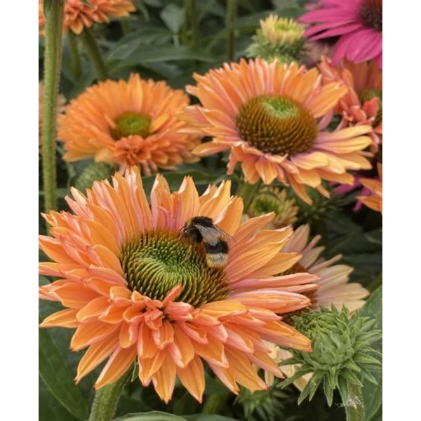 Echinacea SunSeekers Pumpkin Pie - Kasvirág CS14