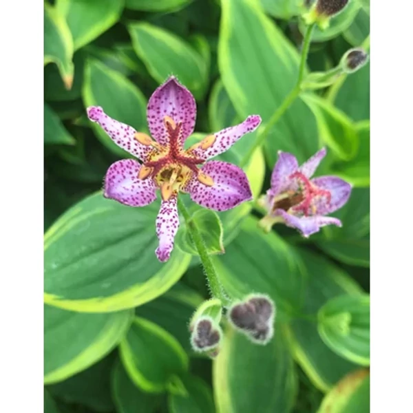 Tricyrtis formosana 'Autumn Glow' – Tajvani púpliliom CS14