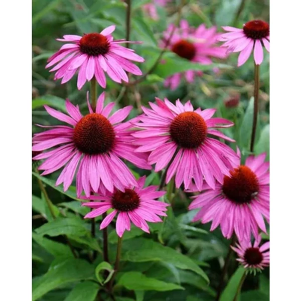 Echinacea purpurea Lakota Rose- Kasvirág rózsaszín K2