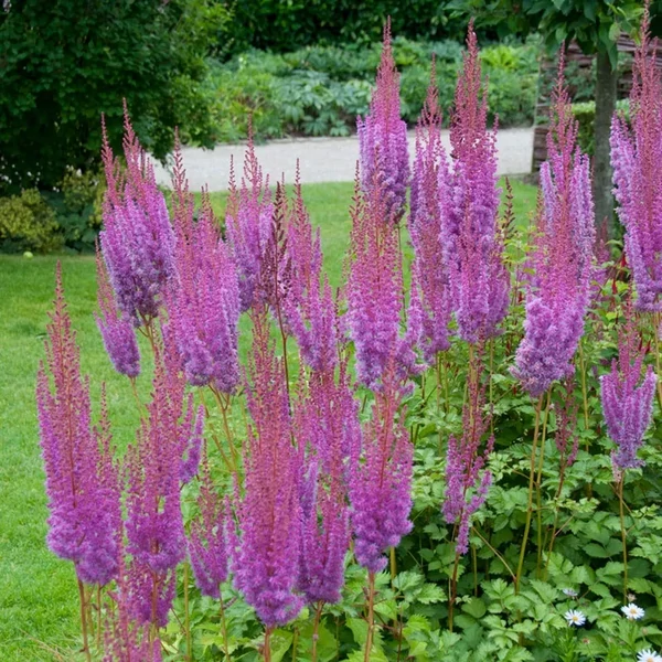 Astilbe - Tollbuga Purpurkerze K2l