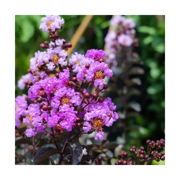 Lagerstroemia indica Purely Purple – Kínai selyemmirtusz C18 125/150