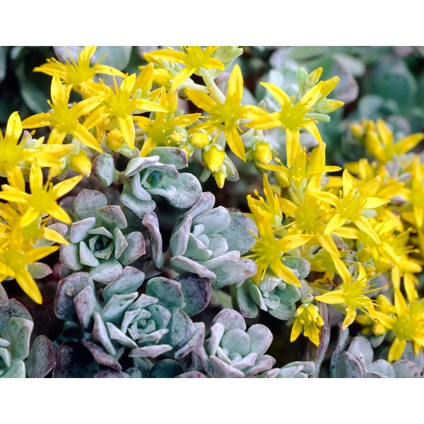 Sedum spathulifolium 'Purpureum' Cs9