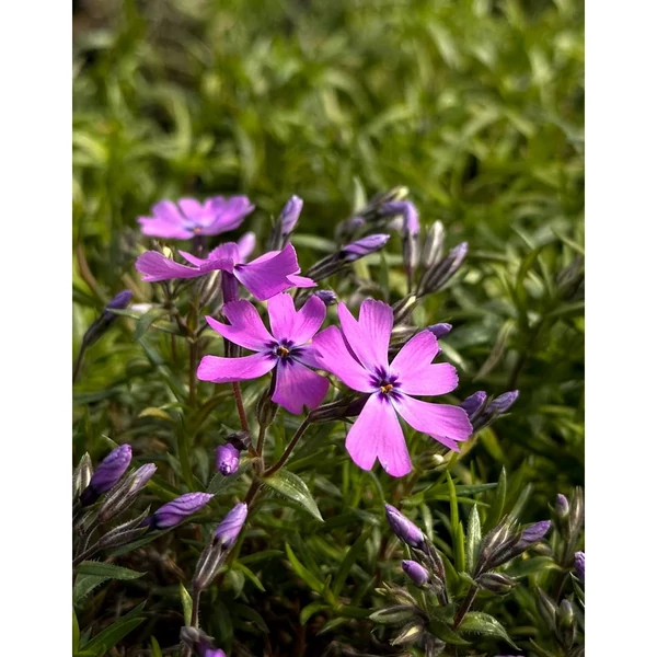 Phlox subulata Purple beauty Árlevelű lángvirág Cs9