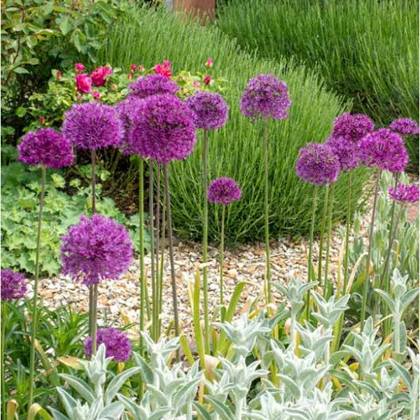 Allium Purple Sensation - Díszhagyma Cs15