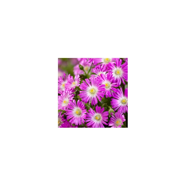 Delosperma 'Wheels of Wonder Purple Wonder' - Kristályvirág Cs10,5