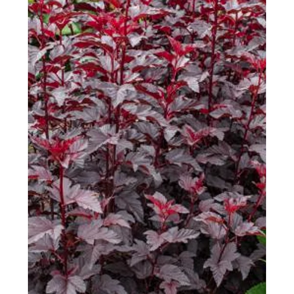 Physocarpus opulifolius 'Purple Horizon' - Lila levelű hólyagvessző K2L 20-60