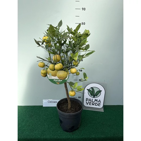 Citrus pursha édes lime /sweet lime - alacsony törzsön D18
