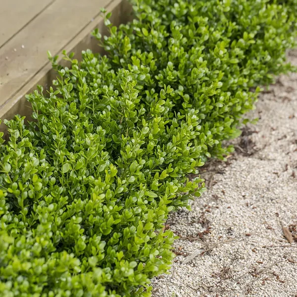 Buxus microphylla 'Faulkner' – Kislevelű puszpáng K5 30/40