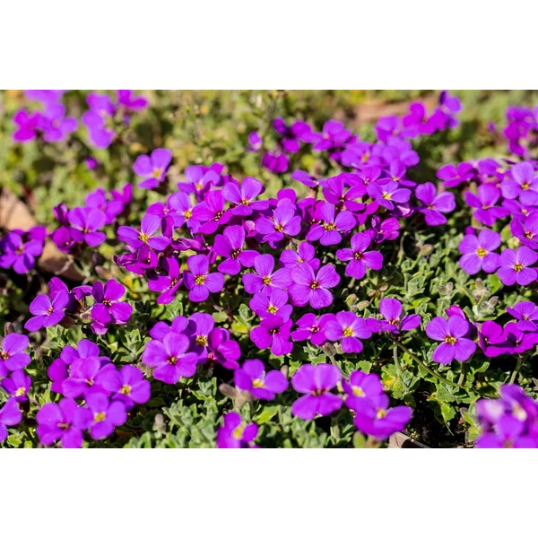 Aubriet Hamburger Stadtpark Pázsitviola CS9