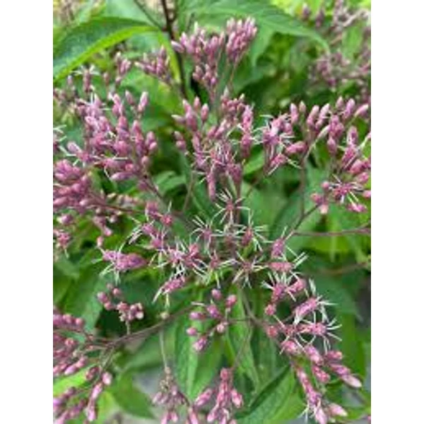 Eupatorium maculatum Little-Pye - Sédkender CS14