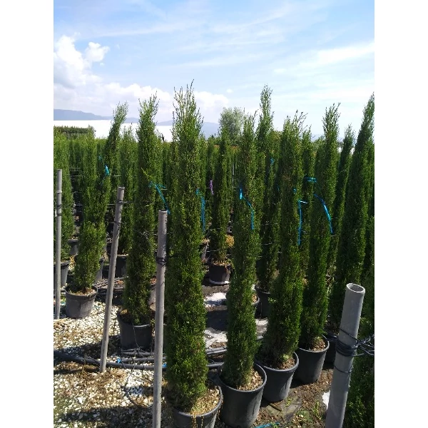 Cupressus sempervirens 'Pyramidalis' - Oszlopos európai ciprus 150/175