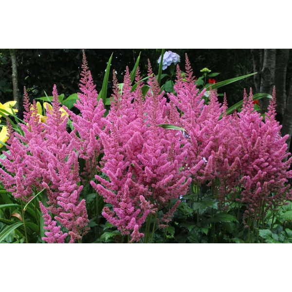 Astilbe - Tollbuga Vision in Pink K2l