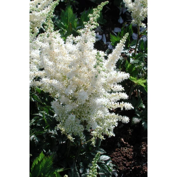 Astilbe - Tollbuga Vision in White K2