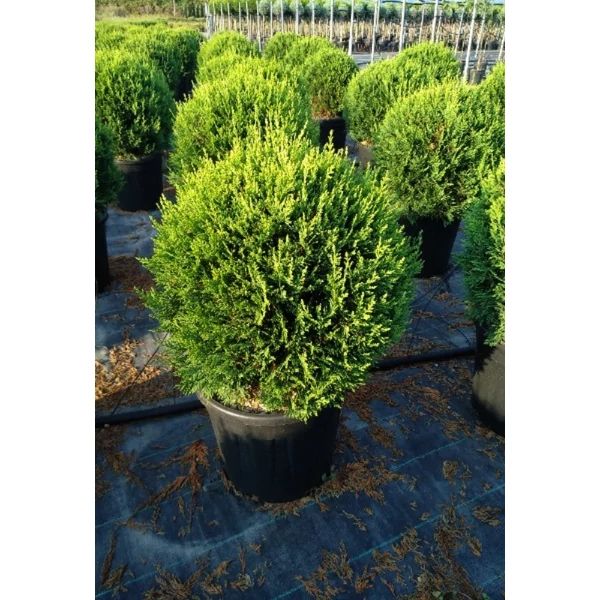 Cupress. goldf. Globosa - Arany gömb ciprus K40 60/80