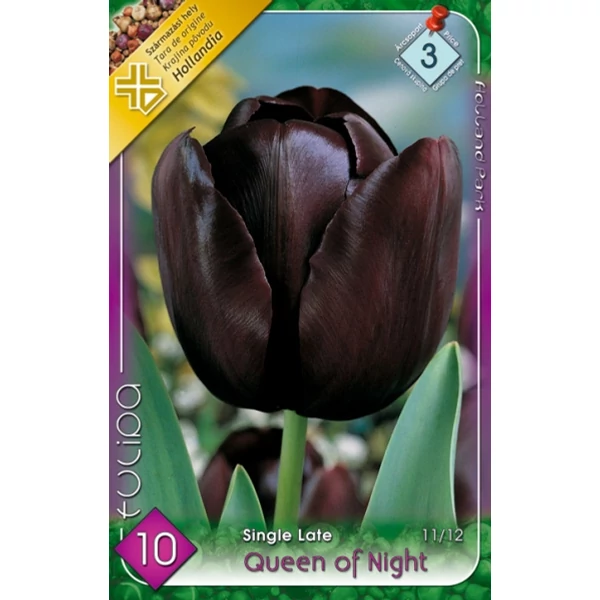 Tulipán virághagyma 10-db-os Queen of Night