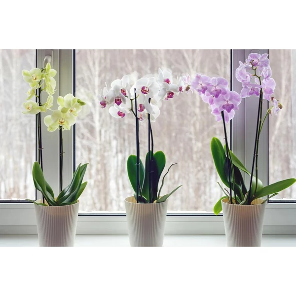 Orchidea többszálas