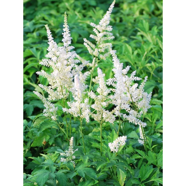 Astilbe - Tollbuga Snowdrift K2l