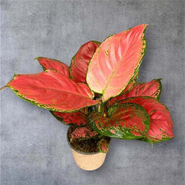 Aglaonema Red Joy – Rákvirág Cs13