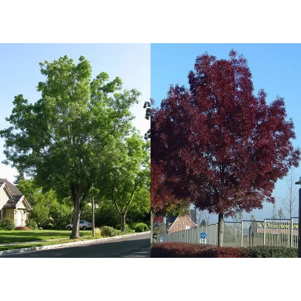 Fraxinus angustifolia 'Raywood' - Magyar kőris K15/20 8/10