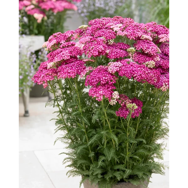 Achillea millefolium Saucy Seduction - Cickafark CS14