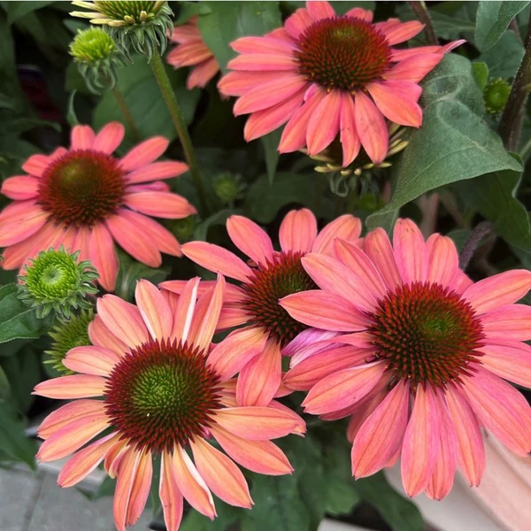 Echinacea purpurea Moodz Satisfy - Kasvirág Cs15