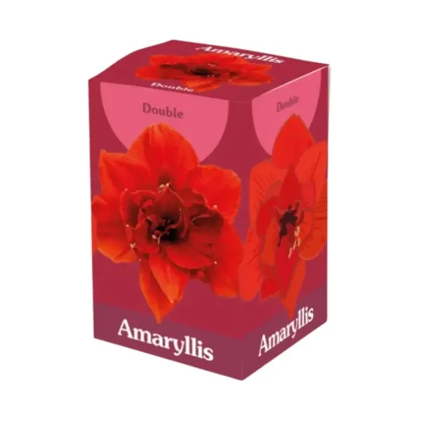 Jub HollandAmaryllis virághagyma 1-db Double Red dobozban Jub HollandAmaryllis virághagyma 1-db Double Red dobozban