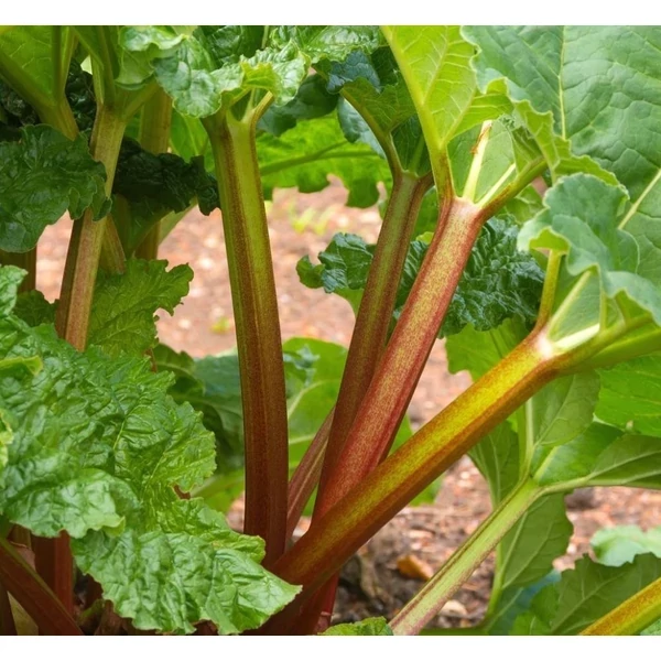 Rheum rhabarbarum - Rebarbara CS10,5