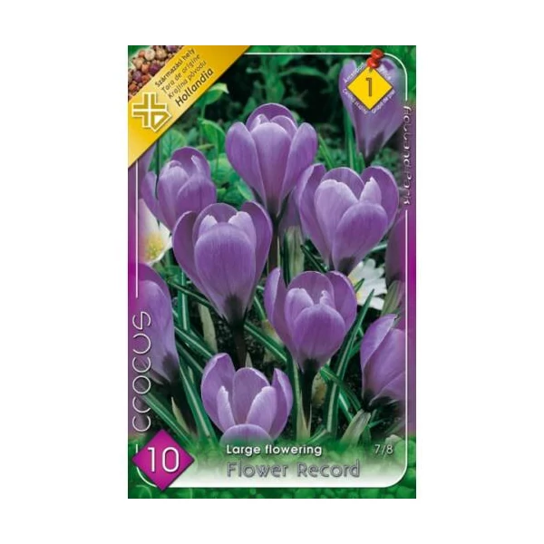 crocus virághagya Flower Record 8db