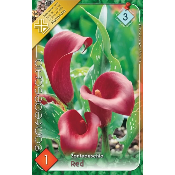 Kála Zantedeschia Red 1db/cs