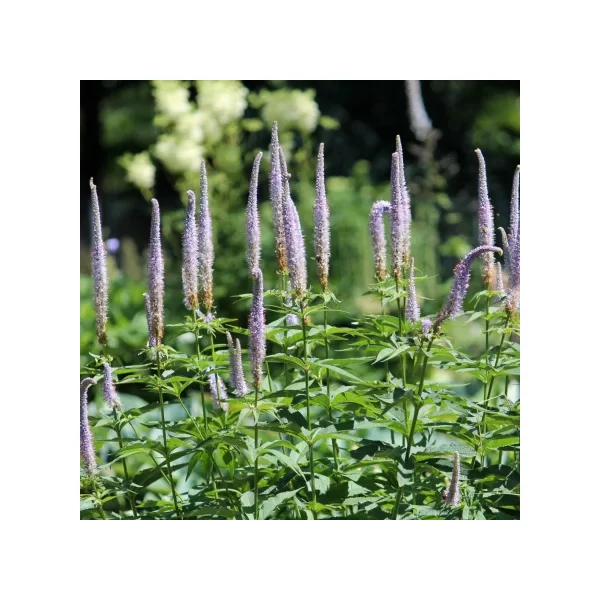 Veronicastrum virginicum Red Arrows - virginiai veronika Cs14