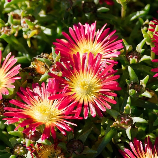 Delosperma cooperi Delmara mix- Kristályvirág CS14