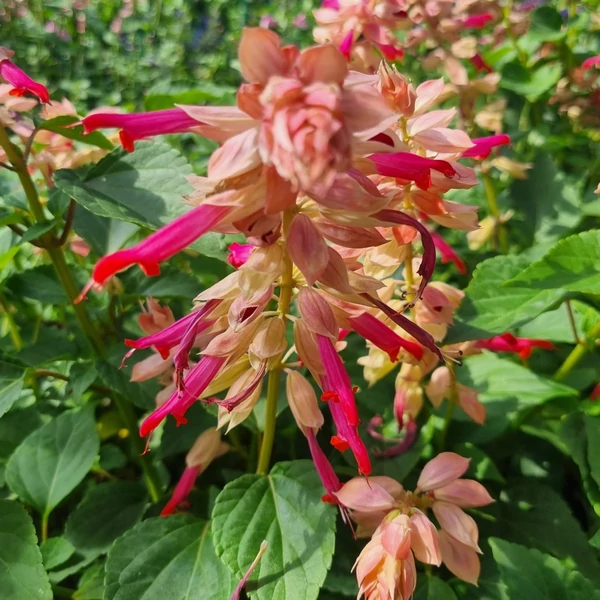 Salvia Rockin Red Flamingo - Zsálya K2